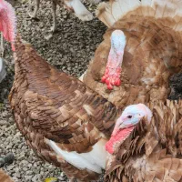 فروش جوجه بوقلمون برنز و بوربون|حیوانات مزرعه|بابل, |دیوار