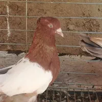 کبوتر. کفتر