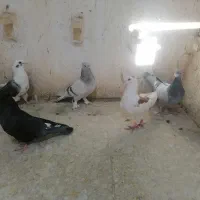 4تا ماده خوب یه نر|پرنده|فسا, |دیوار