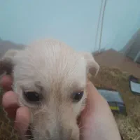 سگ پاپی|سگ|مشهد, شهید قربانی|دیوار