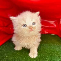نژاد های اصیل و لوکس در m.k pet