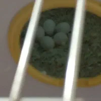 طوطی برزیلی|پرنده|ارومیه, |دیوار