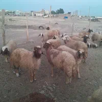 گوسفند وبزغاله زنده|حیوانات مزرعه|کرمانشاه, |دیوار