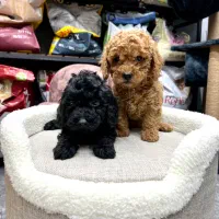 تاینی پودل دارک ردومشکی