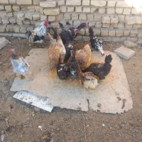 مرغ بومی تخم گذار|حیوانات مزرعه|شهرضا, |دیوار