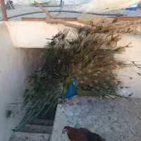 طاووس بالغ