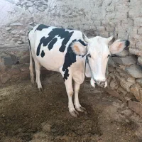 گاو وگوساله