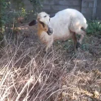 گوسفند|حیوانات مزرعه|گمیشان, |دیوار