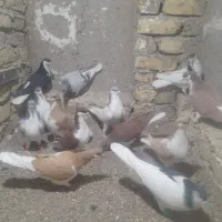 کبوتر رنگی اس اس حدود ۴۰ عدد|پرنده|تاکستان, |دیوار