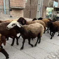 فروش گوسفند