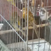 قناری ماده|پرنده|ایلام, |دیوار