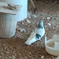 بدرنگ