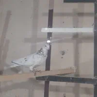 کبوترغریب گیر