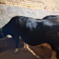 ۳ تا گاو آبستن سنگین