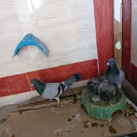 کبوتر پلاکی