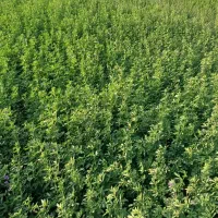 بذر یونجه گرمسیری با زمانت