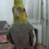 پرنده