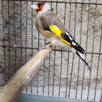 سهره نر دورگ|پرنده|سیرجان, |دیوار