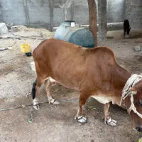 گاو شیری|حیوانات مزرعه|قشم, |دیوار