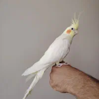 کوتوله سرلاکی و عروس بالغ|پرنده|یزد, |دیوار