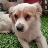 سگ پامر|سگ|ورامین, ورامین|دیوار