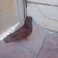 کبوتر نر سرخ