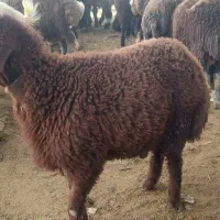 بره نر ۴ماهه