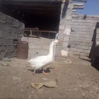 قو غاز