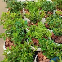 گل و طبیعی و آپارتمانی بنسای  میخک هندی عمده و تکی