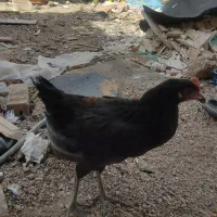 مرغ