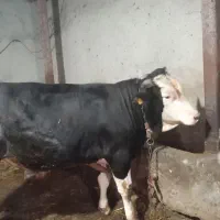 دو عدد گوساله نر