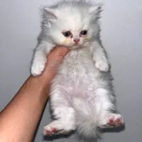 گربه واگذاری|گربه|کرمانشاه, |دیوار