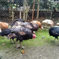 بوقلمون بوربون ، برنز و غاز محلی|حیوانات مزرعه|حویق, |دیوار