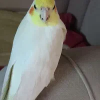 یک عدد عروس هلندی گم شده