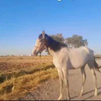 کره مادیان ترکمن ۱۳ ماه