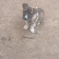 سگ پا کوتاه|سگ|نیشابور, بنیاد شهید|دیوار