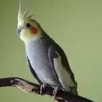 عروس هلندی گمشده