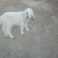 بره مری