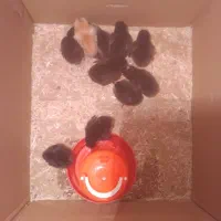 جوجه محلی  ۱۰روزه گلپایگان