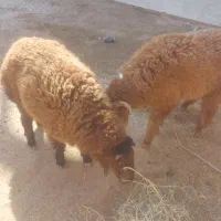 دو عدد بره چاق درجه یک تمیز|حیوانات مزرعه|کارون, |دیوار