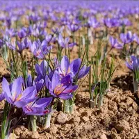 فروش گل زعفران همه روزه سر زمین