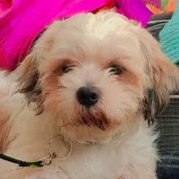 شیتزو کراس عروسکی