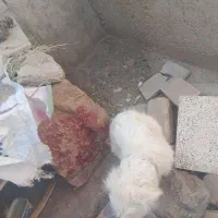 سگ پاکوتا نر سفید