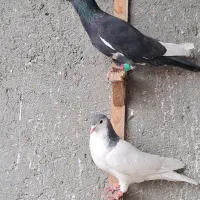 کبوتر رنگی خال آبی قره مینا