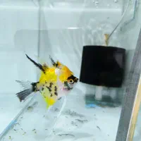 فروش ماهی آنجل و کوریدوراس و غذا