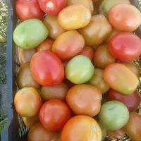 گوجه صادراتی