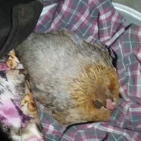 فروش مرغ و خروس محلی