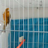 قناری دارچینی شلاقی.فنچ|پرنده|مشهد, انقلاب|دیوار