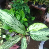 فروش گل و گیاه زینتی و آپارتمانی|گل و گیاه طبیعی|بیرجند, |دیوار