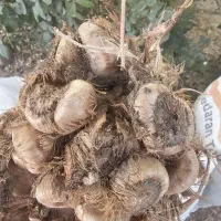 پیاز زعفران